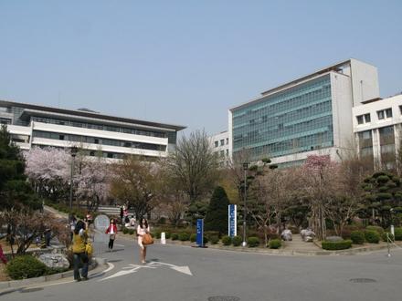 벚꽃 핀 교정
