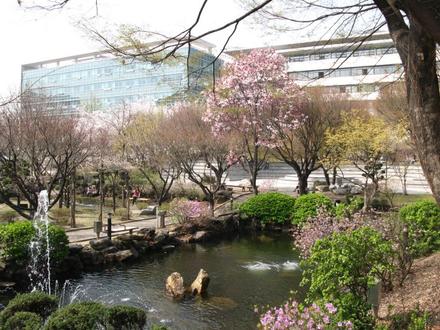 벚꽃 핀 교정